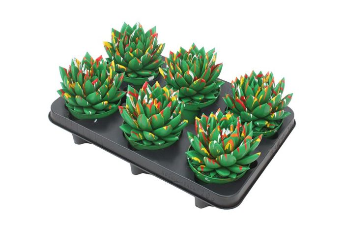 Mirande coloured Splash green, D 10,5