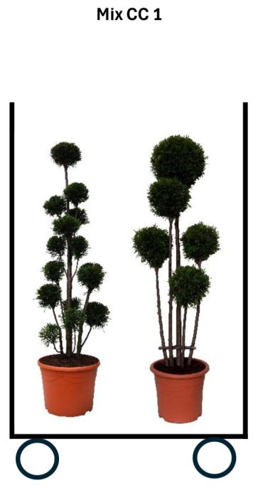 Mix CC 1: Smaragd vormsnoei -> 4 x Ponpon + 4 x Multibol plantmaat 120-140 cm - verplant. 17 liter deco, D 35
