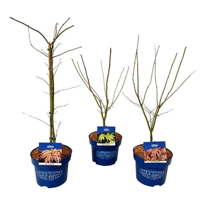 Mixlaag Acer JACK FROST® collection, D 23