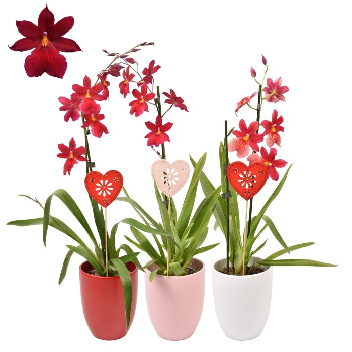Moederdag Cambria 'Nelly Isler' Red Velvet 1 tak met roze, wit en rood keramiek, D 14