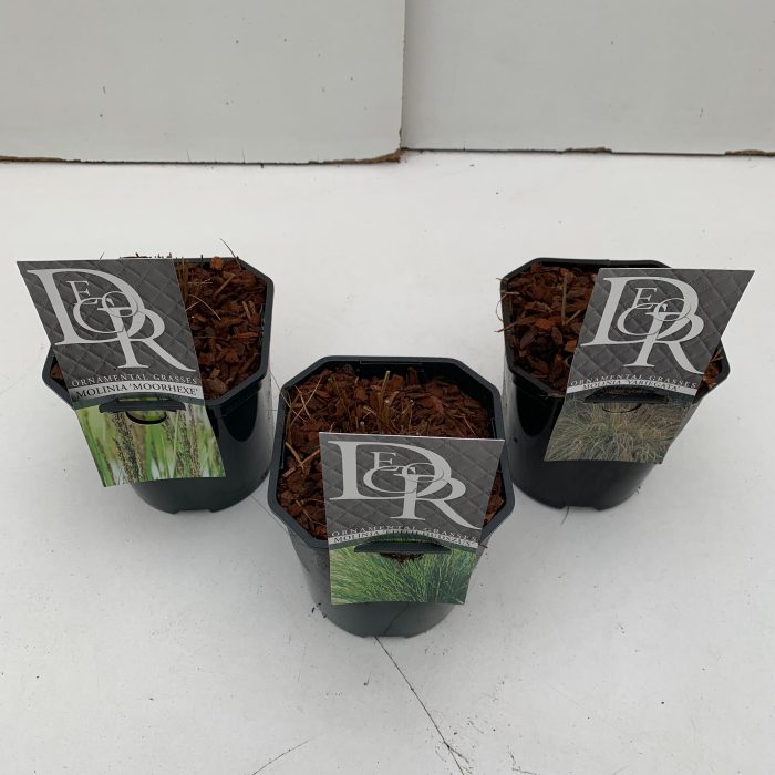 Molinia mix, D 17