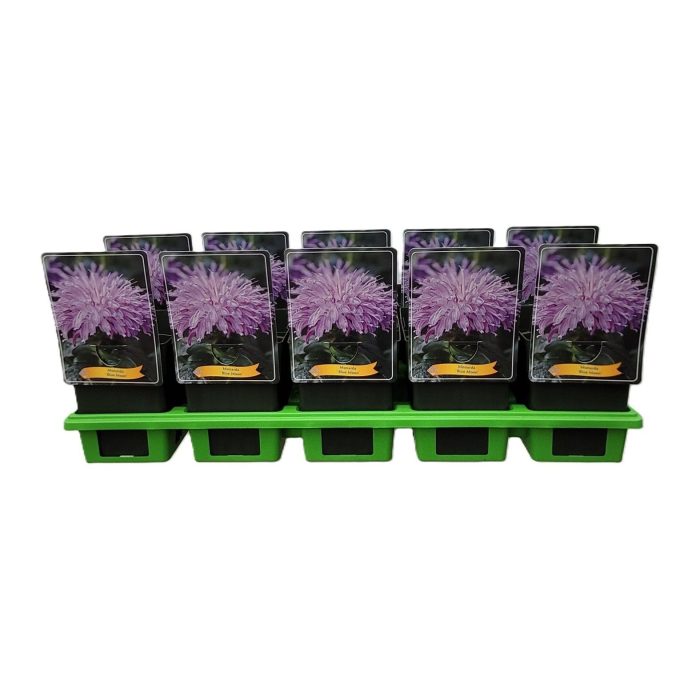 Monarda 'Blue Moon' P11, D 11