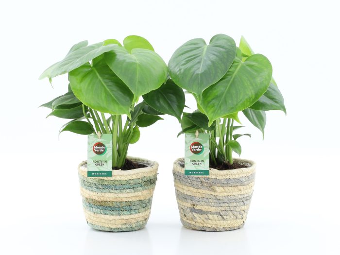 Monstera deliciosa in Noah Lines, D 14