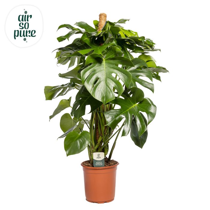 Monstera Deliciosa MOSSTOK p24, D 24
