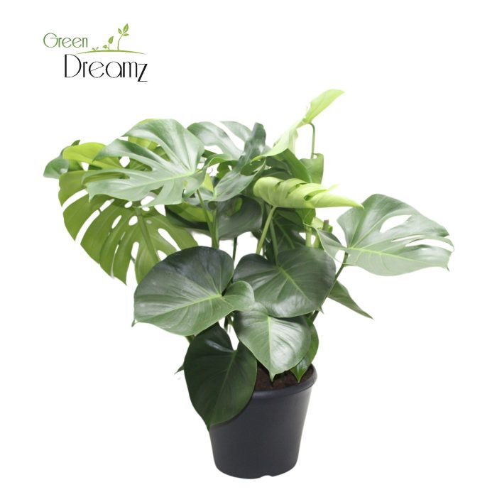 Monstera Deliciosa Tauerii, D 29