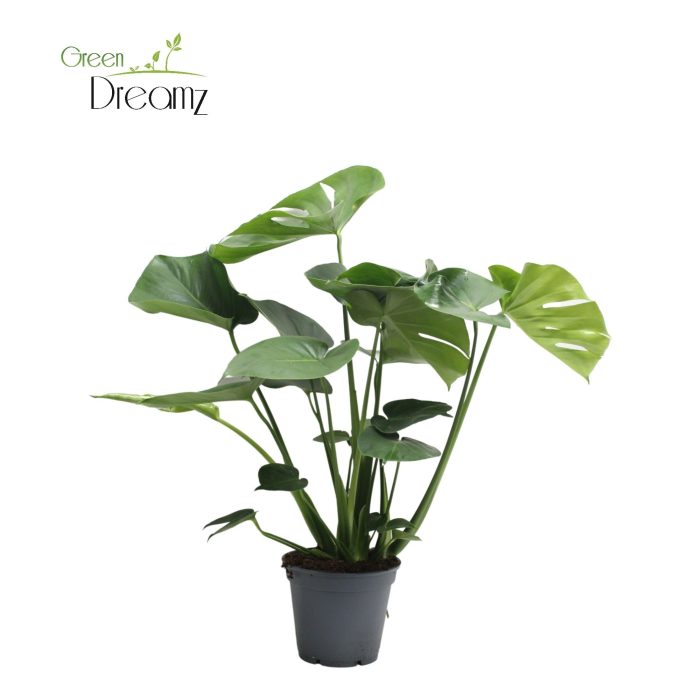 Monstera Deliciosa Tauerii, D 17