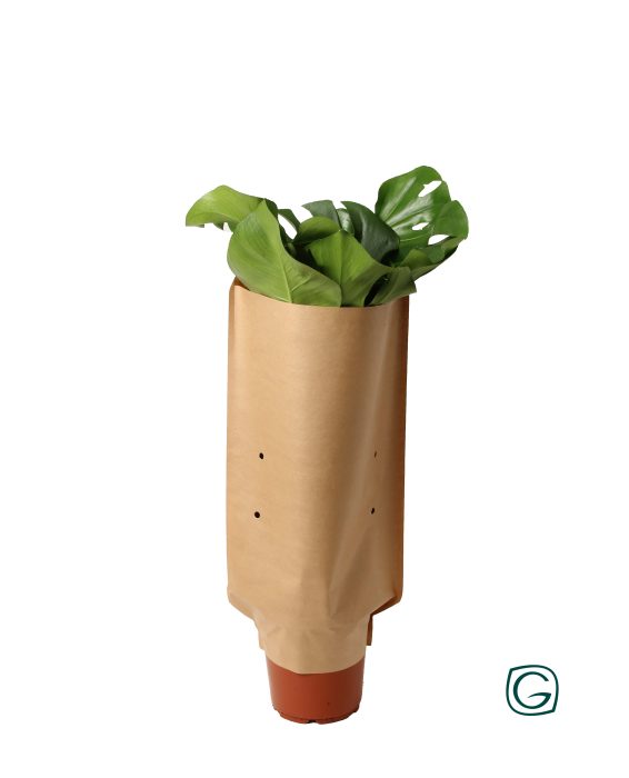 Monstera in paper sleeve, D 21
