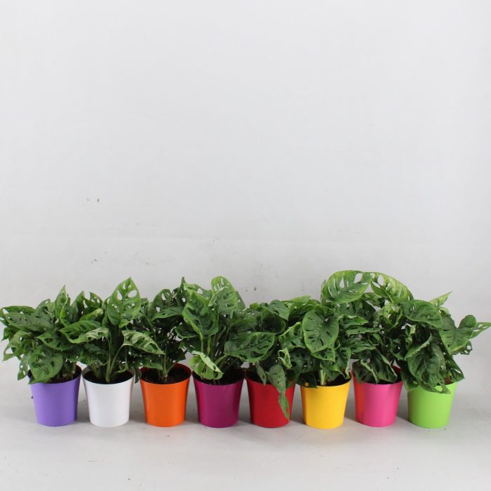 Monstera Monkey Leaf in Linge pot mix kleuren, D 12,5