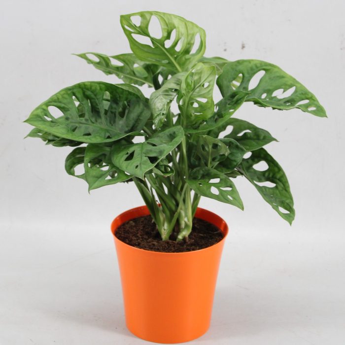 Monstera Monkey Leaf in Linge pot oranje, D 12,5