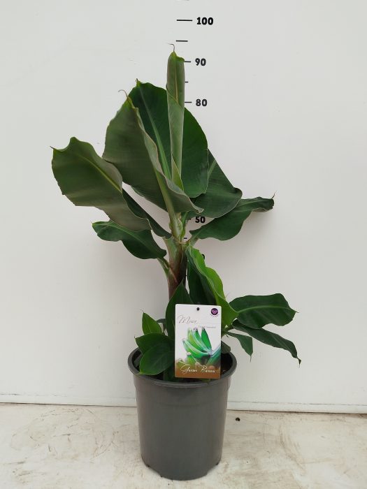 Musa 'Dwarf Cavendish', D 24