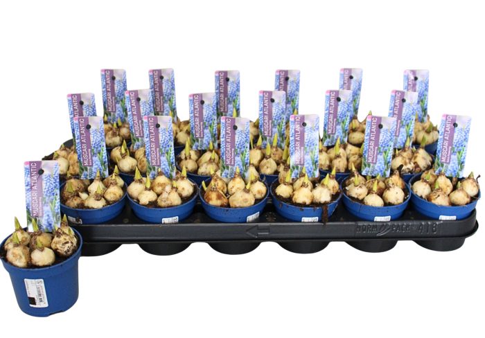 Muscari Atlantic P9, D 9