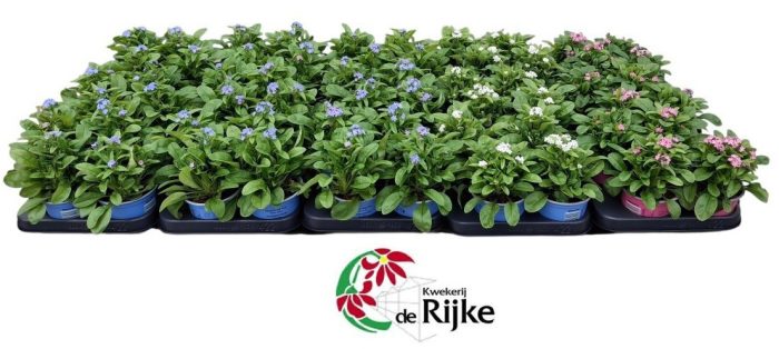 Myosotis Mon Amie mix laag, D 10,5