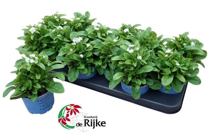 Myosotis Mon Amie White, D 10,5