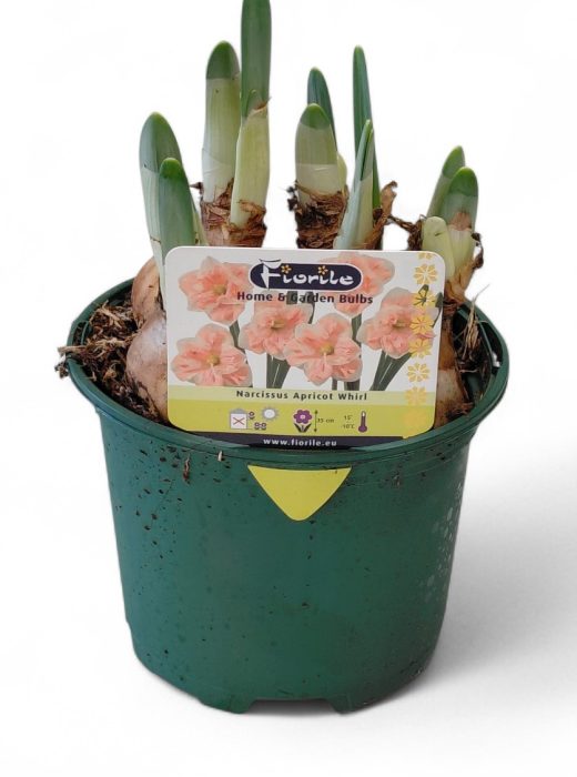 Narcis Apricot Whirl, D 13