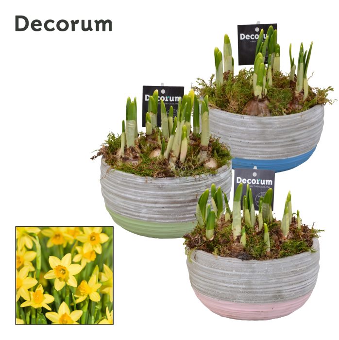 Narcis Pastel Schaal GM HL19497, D 16