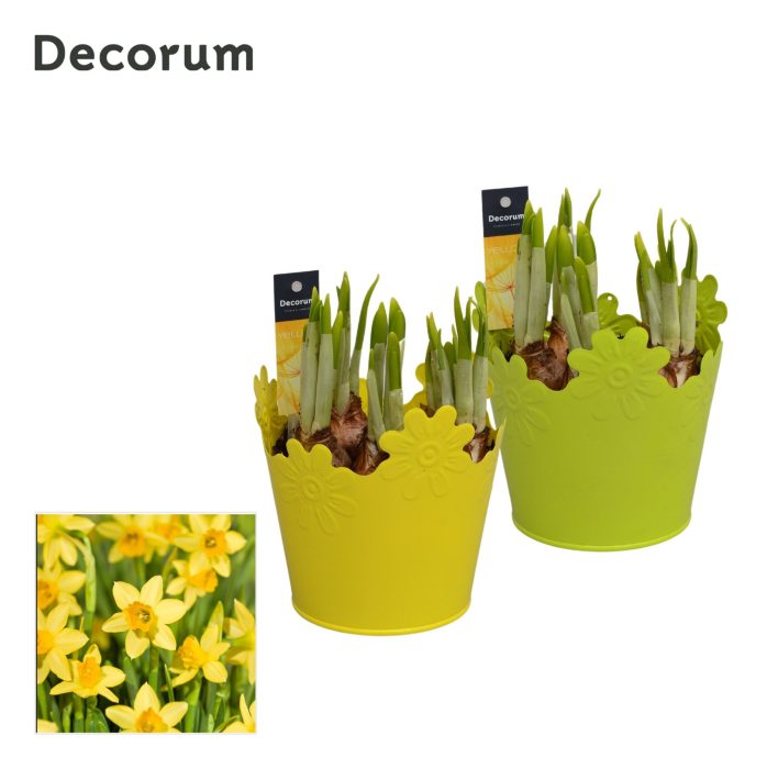 Narcis Synne HL14673N, D 13