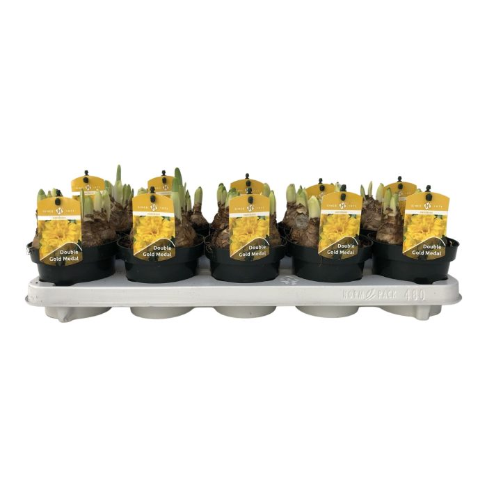 Narcissus Double Gold Medal grootbloemig, D 12