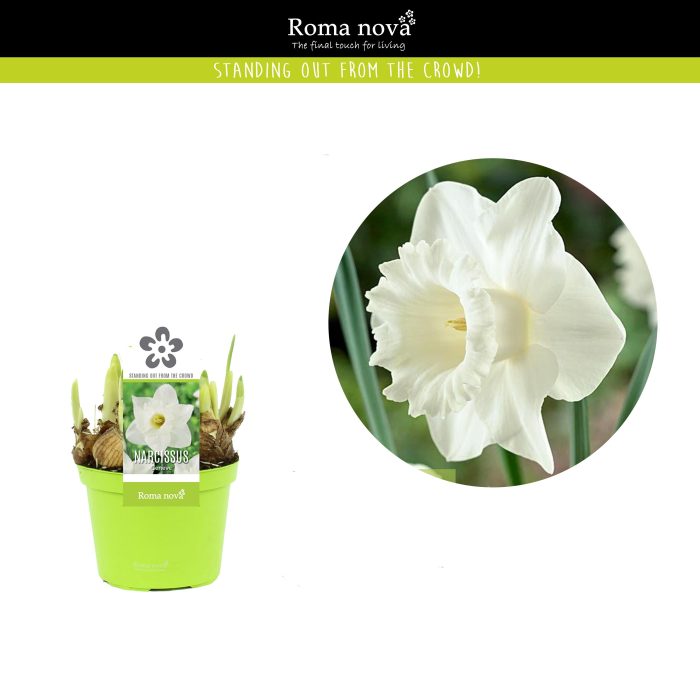 Narcissus Geneve 12cm, D 12