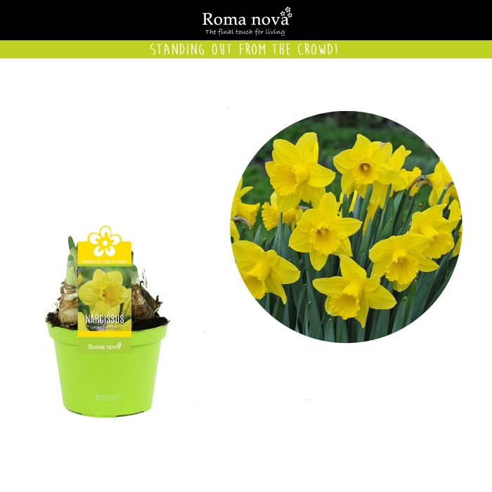 Narcissus Lucky Number 12cm, D 12