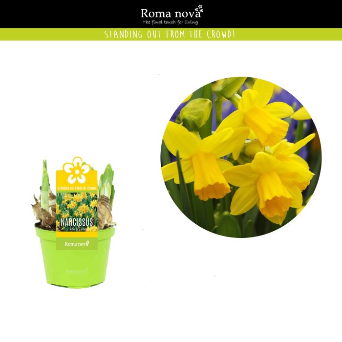 Narcissus Tete a Tete 9cm + etiket, D 9