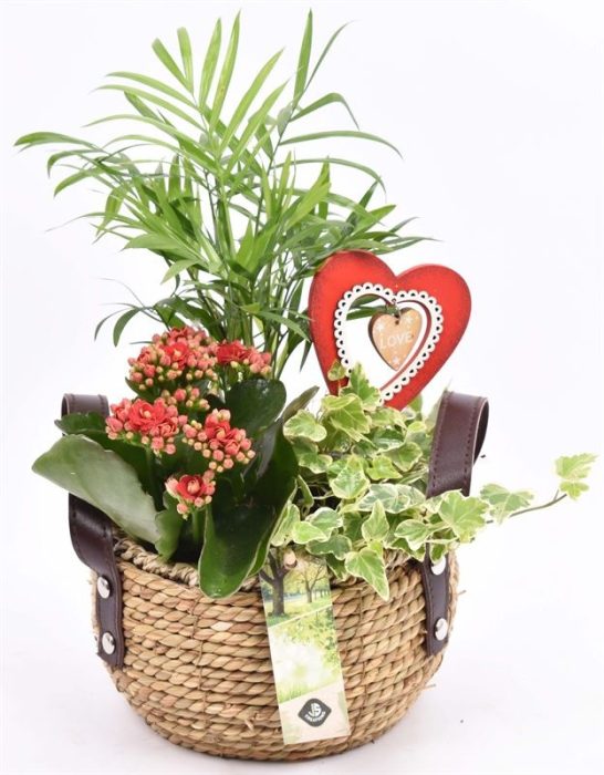 Natuur mand met hengsel 16cm, D 16