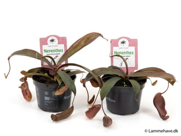 NEPENTHES-HYBRIDER 'Sanguinea' 147, D 9