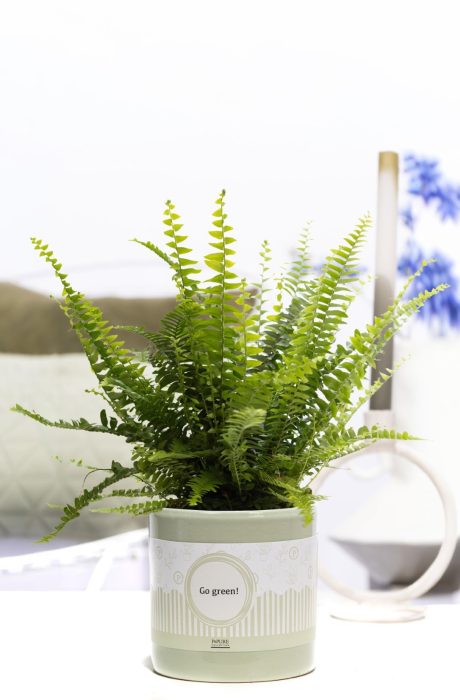 Nephrolepis Green Lady P&P cadeau concept: GO GREEN!, D 12