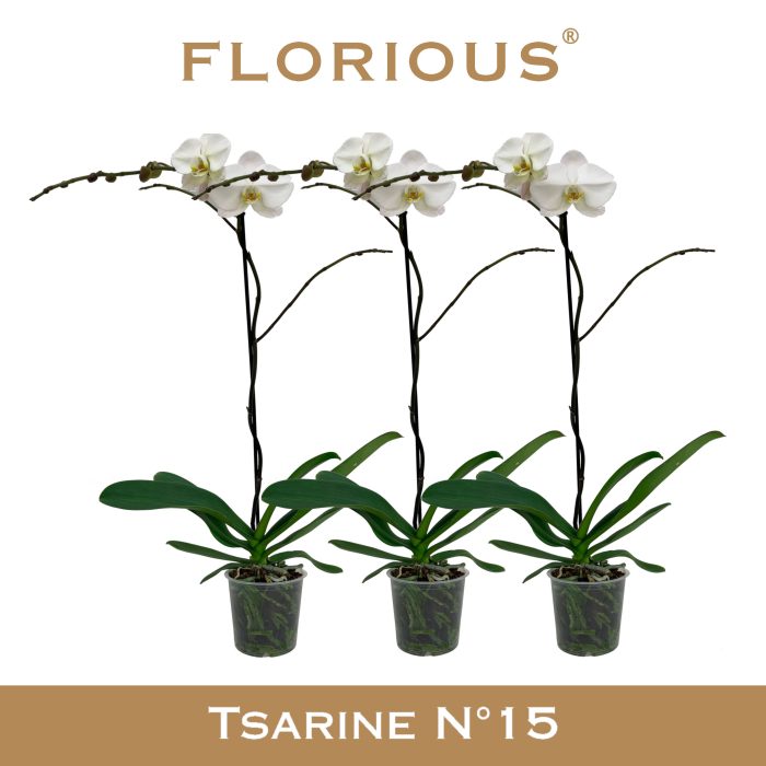 No15 Grandiflora 1-tak Wit, D 15