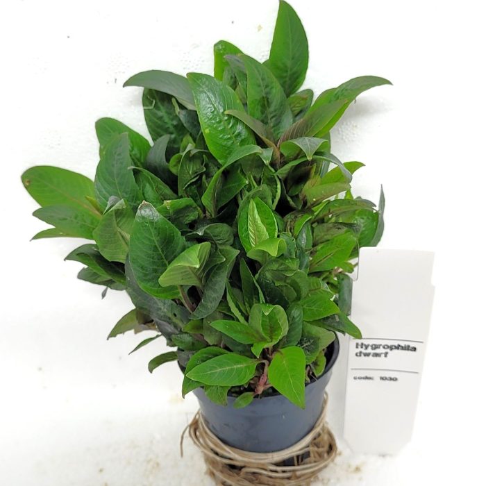Nomaphila siamensis parvifolia, D 5