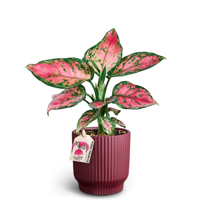 Nordic Aubergine, Pinky Promise, D 10