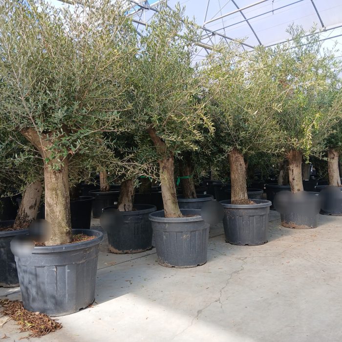olea europaea, D 50