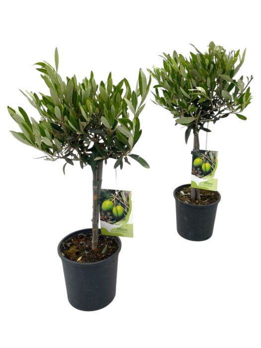 Olea europaea "op stam", D 15