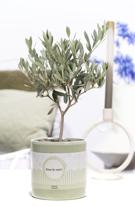 Olea Europaea in P&P cadeau concept: VIVE LE VERT!, D 12