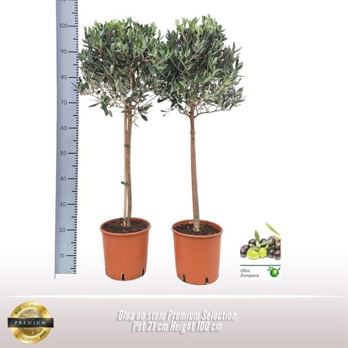 Olijf op stam Premium Selection, D 21