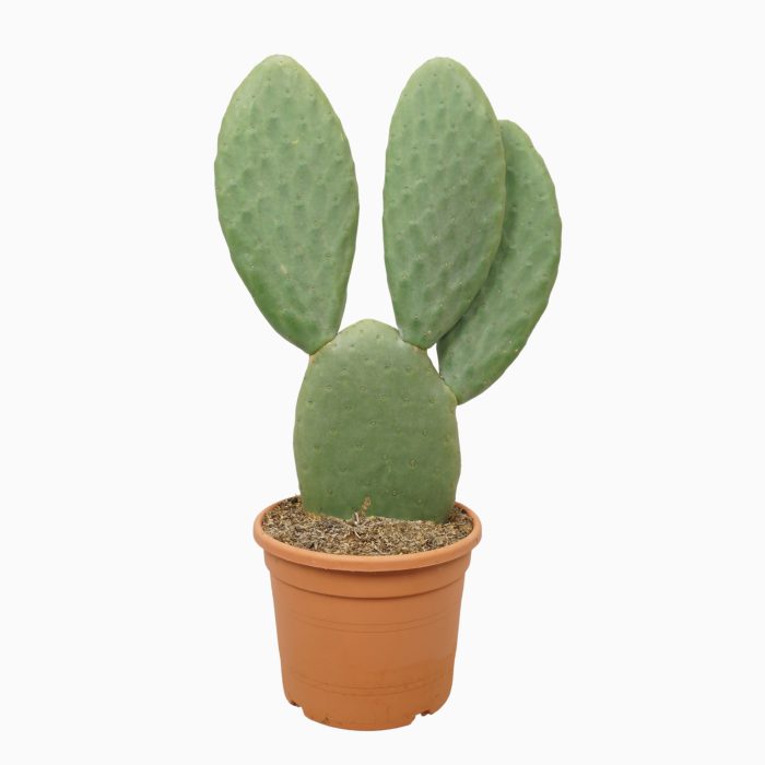 Opuntia titania 27 cm, D 27