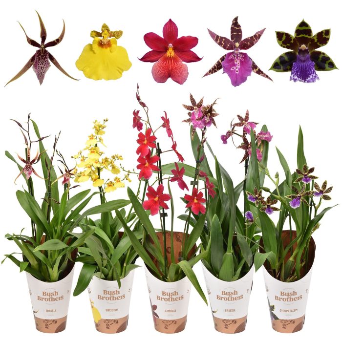 Orchideeën mix 2 tak, D 12