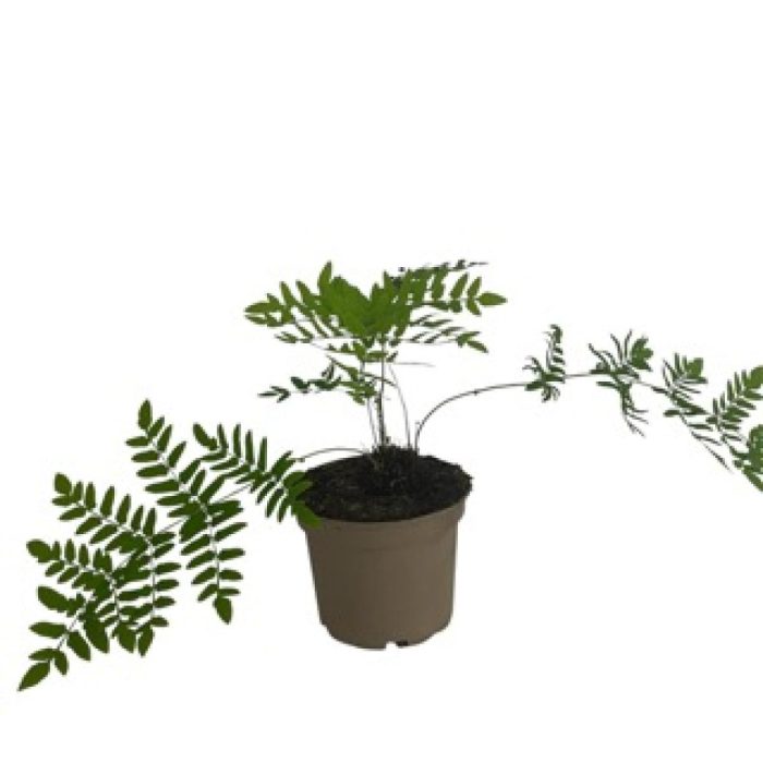 Osmunda regalis, D 17