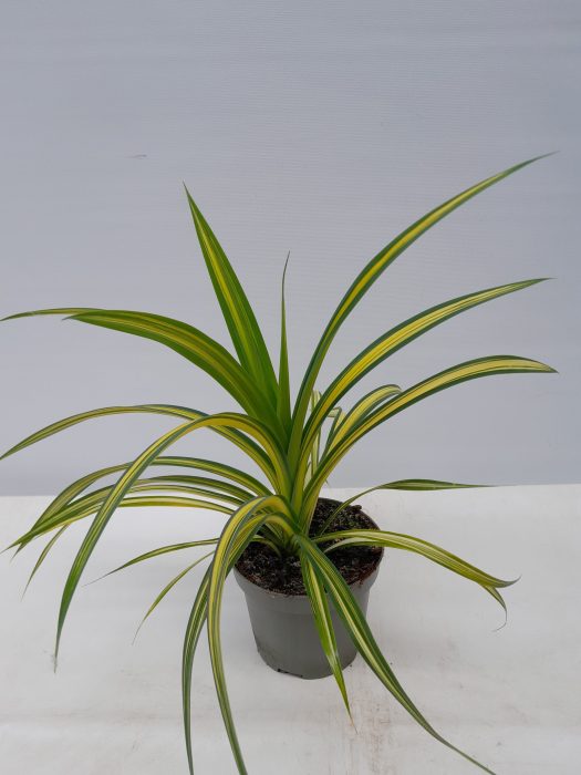 PANDANUS VEITCHII, D 12