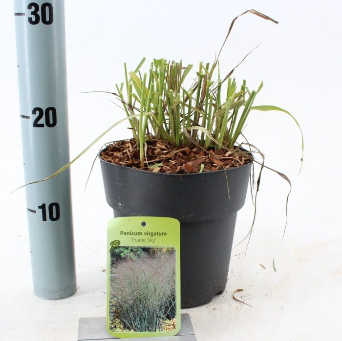 Panicum virgatum 'Prairie Sky', D 17