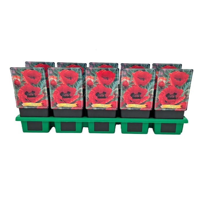 Papaver 'Goliath' P11, D 11