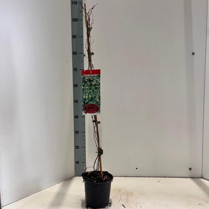Parthenocissus tr. 'Veitchii' - gestokt, D 15