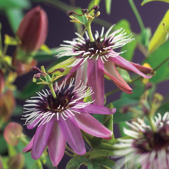 Passiflora 'Victoria' +bee label, D 11