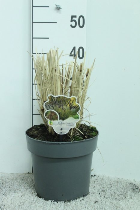 Pennisetum alop. ' Black Beauty' P23, D 23