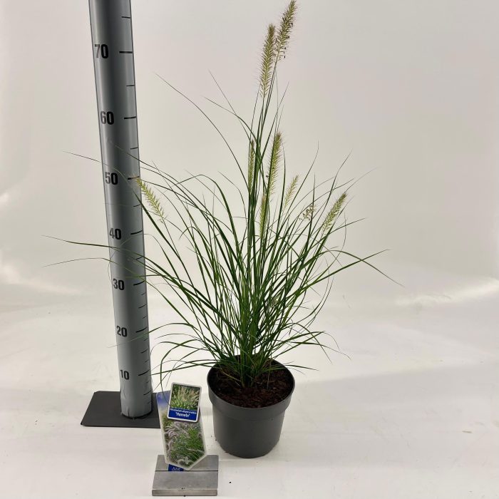 Pennisetum alopecuroides 'Hameln', D 17