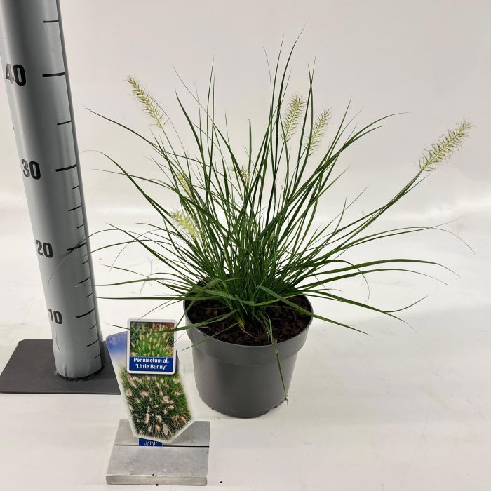 Pennisetum alopecuroides 'Little Bunny', D 17