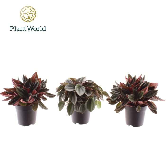 Peperomia gemengd 7 cm, D 7