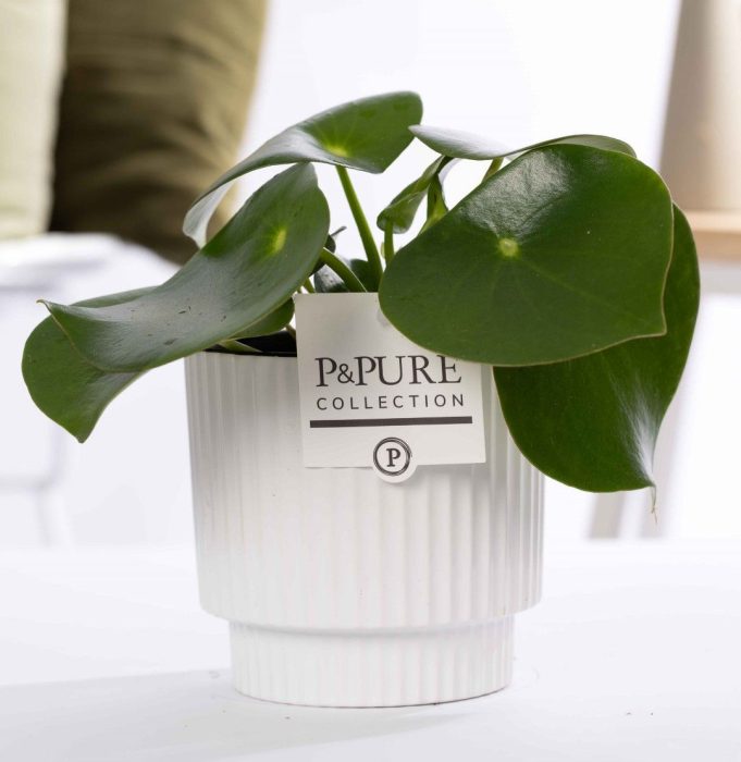Peperomia Raindrop in P&PURE Ivy ceramics shiny white, D 12