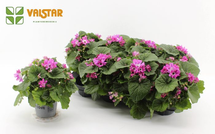 Pericallis Mandala Senetti pink bicolor 12, D 12
