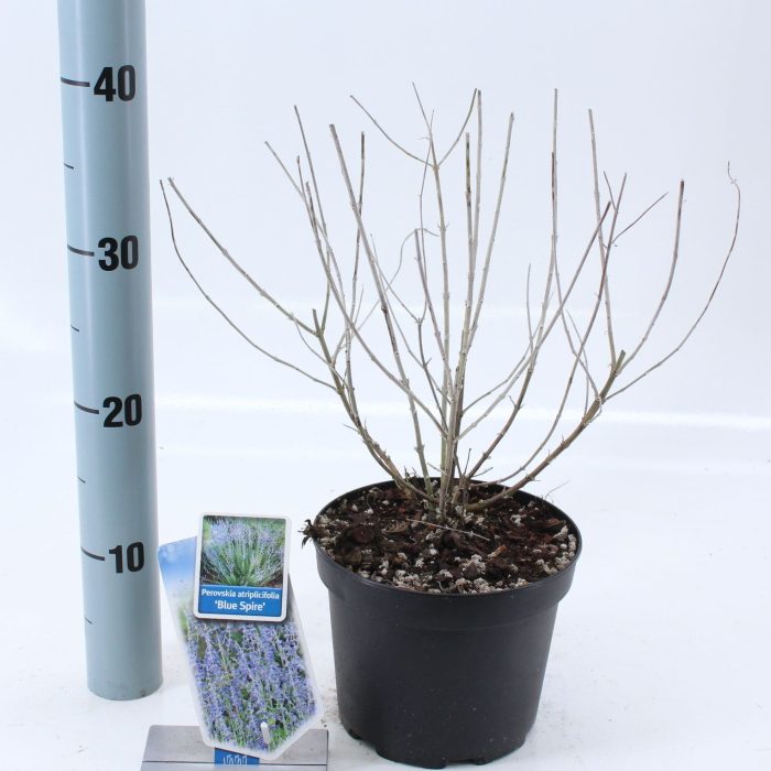 Perovskia atripicifolia 'Blue Spire', D 17