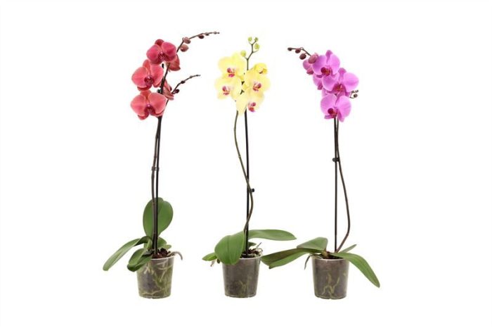 Phal mix 1T09+, D 12